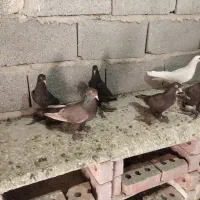 کبوتر