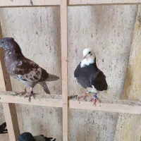 جوجه کفتر پرشی|پرنده|قم, شهر قائم|دیوار
