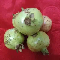 انارترش‌وجنگلی آبدار