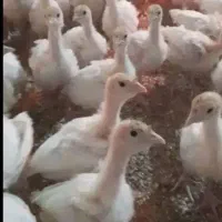 جوجه بوقلمون بیوتی