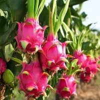 نهال های استوایی