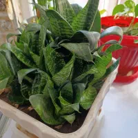 گل‌های آپارتمانی|گل و گیاه طبیعی|بهارستان, |دیوار