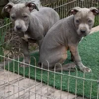 توله پیتبول بلو|سگ|رشت, گلسار|دیوار