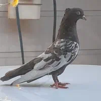 کبوتر|پرنده|شوش, |دیوار