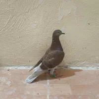 کبوتر پلاکی سخریج گرفتنی