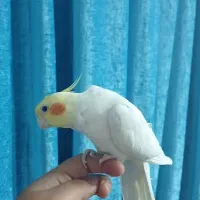 جفت عروس لوتینو سخنگو