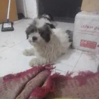 واگذاری از سگ ماده جفت خورده هم هست