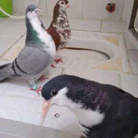 باسلام خدمت دوستان عزیز