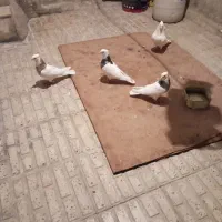 کبوتر|پرنده|ایلام, |دیوار