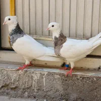 طوقی|پرنده|اهواز, کوی طلاب|دیوار