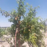 فروش درختان ۴ ساله  سیب هلو شلیل زردآلو گوجه سبز|گل و گیاه طبیعی|نسیم‌شهر, |دیوار