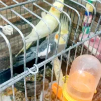 فروش جفت عروس هلندی مولد