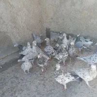 سلام 20عدد سرور جفتی 2200مقطوع