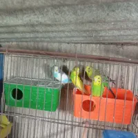 مرغ عشق مولد