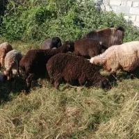 بره گوسفند چاق نروماده|حیوانات مزرعه|بابکان, |دیوار