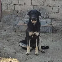 توله سگ ماده عراقی (پژدر)