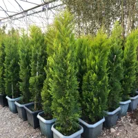 کلیه خدمات باغبانی فروش هرس سم پاشی کاشت کود