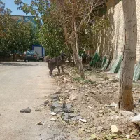 سگ قدرجونی گله ونگهبان|سگ|برخوار, |دیوار