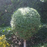 انجام کارهای فضای سبزوباغبانی|خدمات باغبانی و درختکاری|هشتگرد, هشتگرد قدیم|دیوار