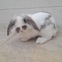 خرگوش لوپ ۳ ماهه|موش و خرگوش|بوشهر, |دیوار