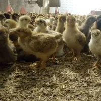 جوجه کاکلی و ساده