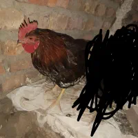جوجه خروس