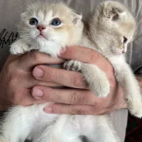 گربه بیریتش و اسکاتیش دوماه