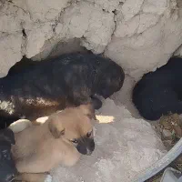 توله. توله سگ