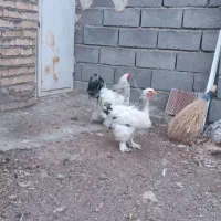 برهما|حیوانات مزرعه|شبستر, |دیوار