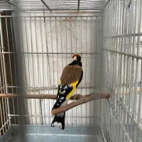 2 عدد سهره نر تازه صاف