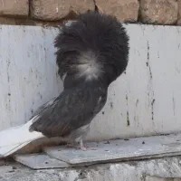 کبوتر زینتی|پرنده|قم, باغ شازده|دیوار