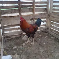 خروس بزرگ حراج|حراج|سراب, |دیوار