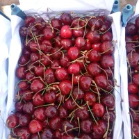 گیلاس تک دانه درجه 1