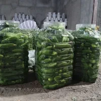 پخش خیارشور بصورت عمده .آماده ارسال ب سراسر ایران|عمده‌فروشی|قیدار, |دیوار