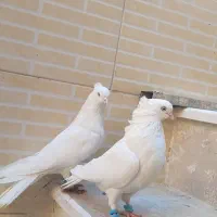 دو جفت سفید، چشم سفید و نوک جمع سفید