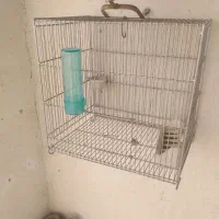 قفس غلامی معاوضه با سهره ماده