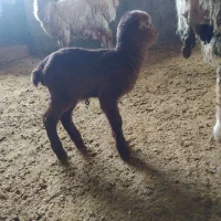 بره شیری ماده