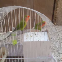 طوطی برزیلی|پرنده|اهواز, زرگان|دیوار