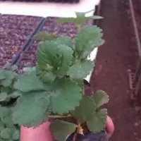 نشا صیفی جات