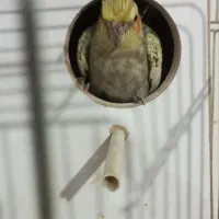 عروس هلندی