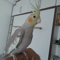 یک جفت بادوتا بچه دوماهه بادوتاقفس ولوازم|پرنده|بجنورد, |دیوار