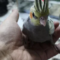 جوجه عروس هلندی|پرنده|مشهد, نیزه|دیوار