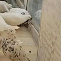 کبوتر گمشده