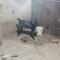 سگ نگهبان