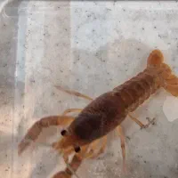 لابستر آکواریومی