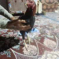 خروس لاری اصل ضمانتی|حیوانات مزرعه|سراوان, |دیوار