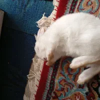 خرگوش لوپ