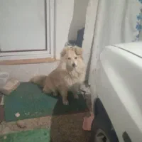 سگ پامرین|سگ|ابهر, |دیوار