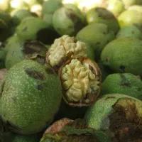 گردوی درجه یک هواندران