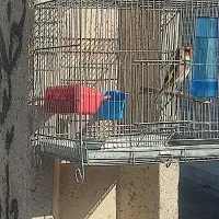 سهره درجه 1|پرنده|مرودشت, رامجرد یک|دیوار